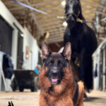 Trained Adult German Shepherd For Sale Trained Adult German Shepherd For Sale