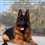 Personal Protection Dog Personal protection dog