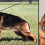 Krampus_Arlett_GSD2