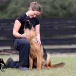 German Shepherd for sale in Florida German Shepherd for sale in Florida