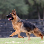 Young German Shepherd for sale in Florida Young German Shepherd for sale in Florida