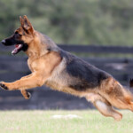 Young German Shepherd for sale in Florida Young German Shepherd for sale in Florida