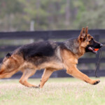 German Shepherd for sale in Florida German Shepherd for sale in Florida