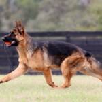 German Shepherd for sale in Florida German Shepherd for sale in Florida
