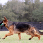 German Shepherd for sale in Florida German Shepherd for sale in Florida