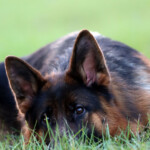 Fable_0187