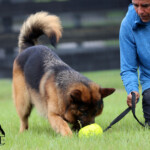 Adult German Shepherd Female For Sale Adult German Shepherd Female For Sale