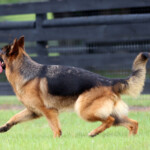 Adult German Shepherd Female For Sale Adult German Shepherd Female For Sale