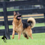 Adult German Shepherd Female For Sale Adult German Shepherd Female For Sale