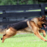 Adult German Shepherd Female For Sale Adult German Shepherd Female For Sale