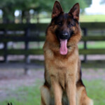 Adult German Shepherd Female For Sale Adult German Shepherd Female For Sale