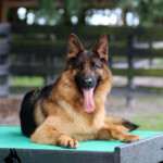 Adult German Shepherd Female For Sale Adult German Shepherd Female For Sale