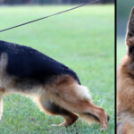 Fable_GSD_Nov24
