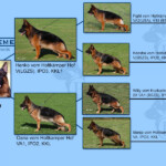 Hanko_Oana_Pedigree