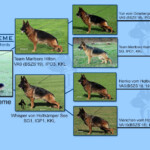 Iman_Pedigree