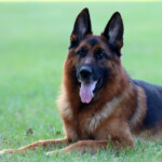 Rudi_0118