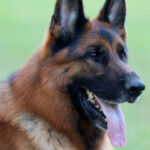 Rudi_0132