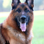 Rudi_0139_Web