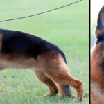 Rudi_GSD_Stud