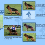 Rudi_MB_Pedigree