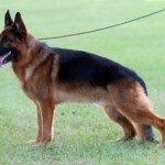Rudi_Stand