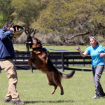 German Shepherd Protection Dog German Shepherd Protection Dog