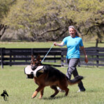 German Shepherd Protection Dog German Shepherd Protection Dog