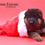 West_3wks