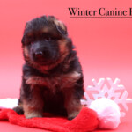 Winter_3wks
