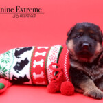 Wish_3wks