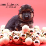 Wren_3wks