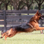 Fully Trained Adult German Shepherd For Sale