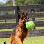 Fully Trained Adult German Shepherd For Sale