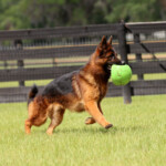 Fully Trained Adult German Shepherd For Sale