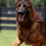 Fully Trained Adult German Shepherd For Sale
