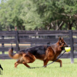Fully Trained Adult German Shepherd For Sale