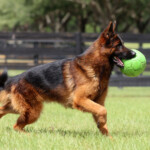 Fully Trained Adult German Shepherd For Sale