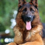 Fully Trained Adult German Shepherd For Sale