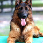 Fully Trained Adult German Shepherd For Sale