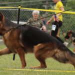Contender_Bluegrass_20240608_00003