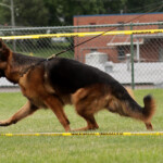 Contender_Bluegrass_20240608_00004
