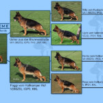 Damina_Foggi_Usher_Pedigree
