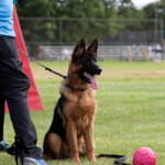 LIvely_Bluegrass_20240607_00001