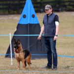 German Shepherd Female German Shepherd female in FLorida