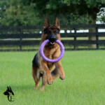 Loki Canine Extreme, Adult German Shepherd for sale Loki Canine Extreme, Adult German Shepherd for sale
