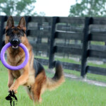 Loki Canine Extreme, Adult German Shepherd for sale Loki Canine Extreme, Adult German Shepherd for sale