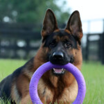 Loki Canine Extreme, Adult German Shepherd for sale Loki Canine Extreme, Adult German Shepherd for sale