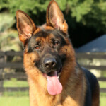 Loki Canine Extreme, Adult German Shepherd for sale Loki Canine Extreme, Adult German Shepherd for sale