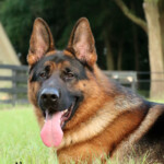 Loki Canine Extreme, Adult German Shepherd for sale Loki Canine Extreme, Adult German Shepherd for sale