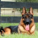 Loki Canine Extreme, Adult German Shepherd for sale Loki Canine Extreme, Adult German Shepherd for sale